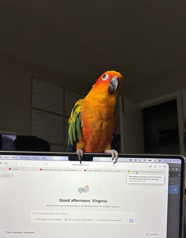 Virginia Puche's sun conure perched on her laptop